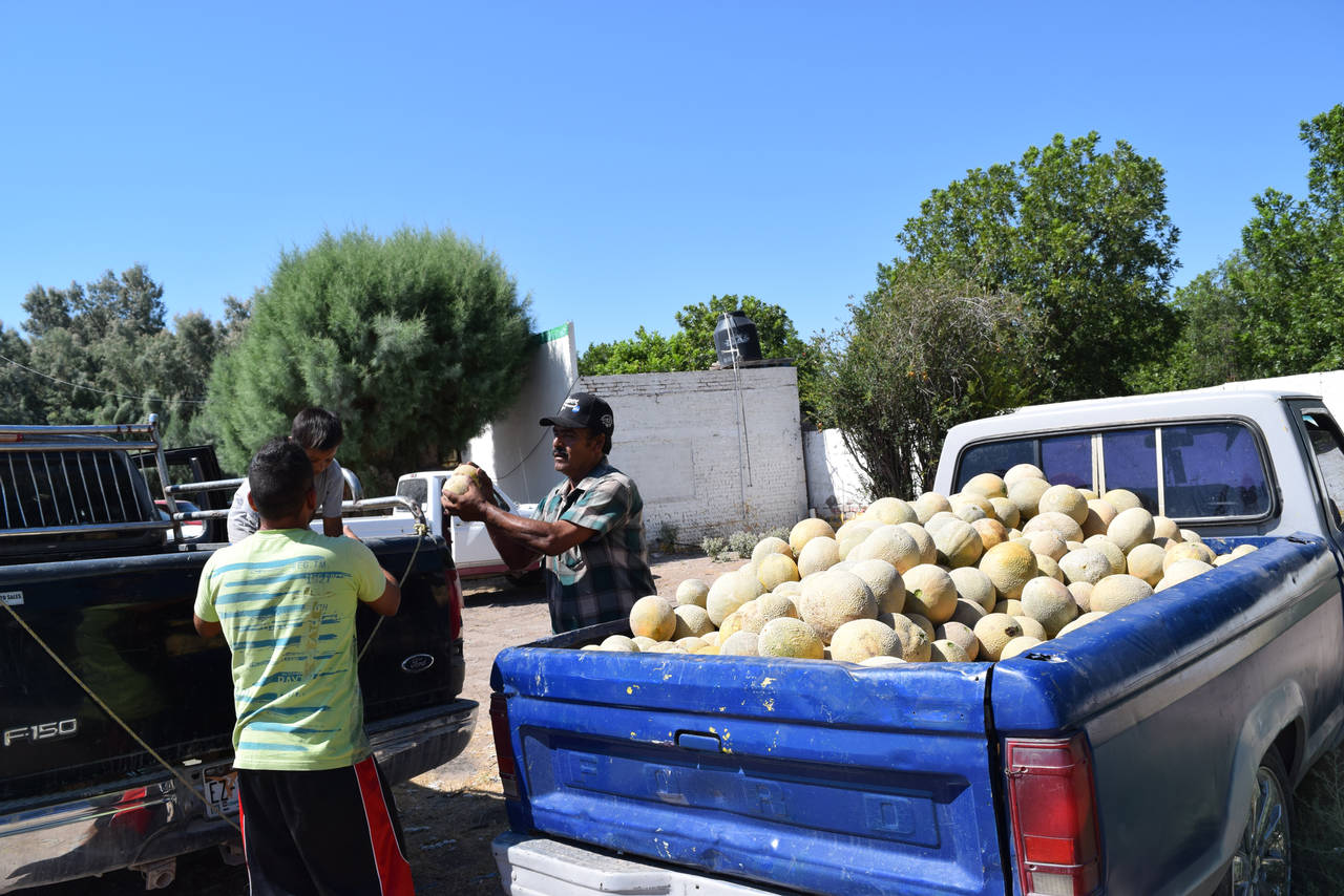 Actividad. Desde hace tres días empezaron a cargar  los primeros camiones de melón para distribuirlo en otros estados.