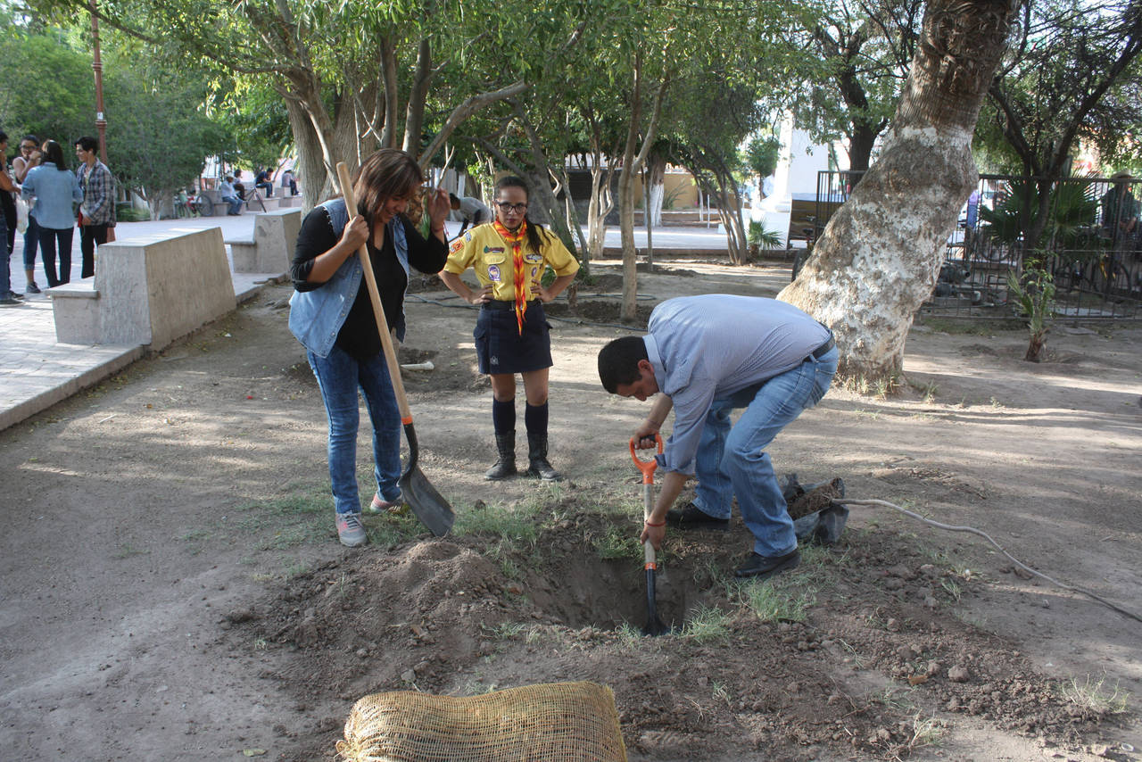 Reforestación. Dentro de la campaña de reforestración se plantaron algunos árboles en la plaza prinicipal.