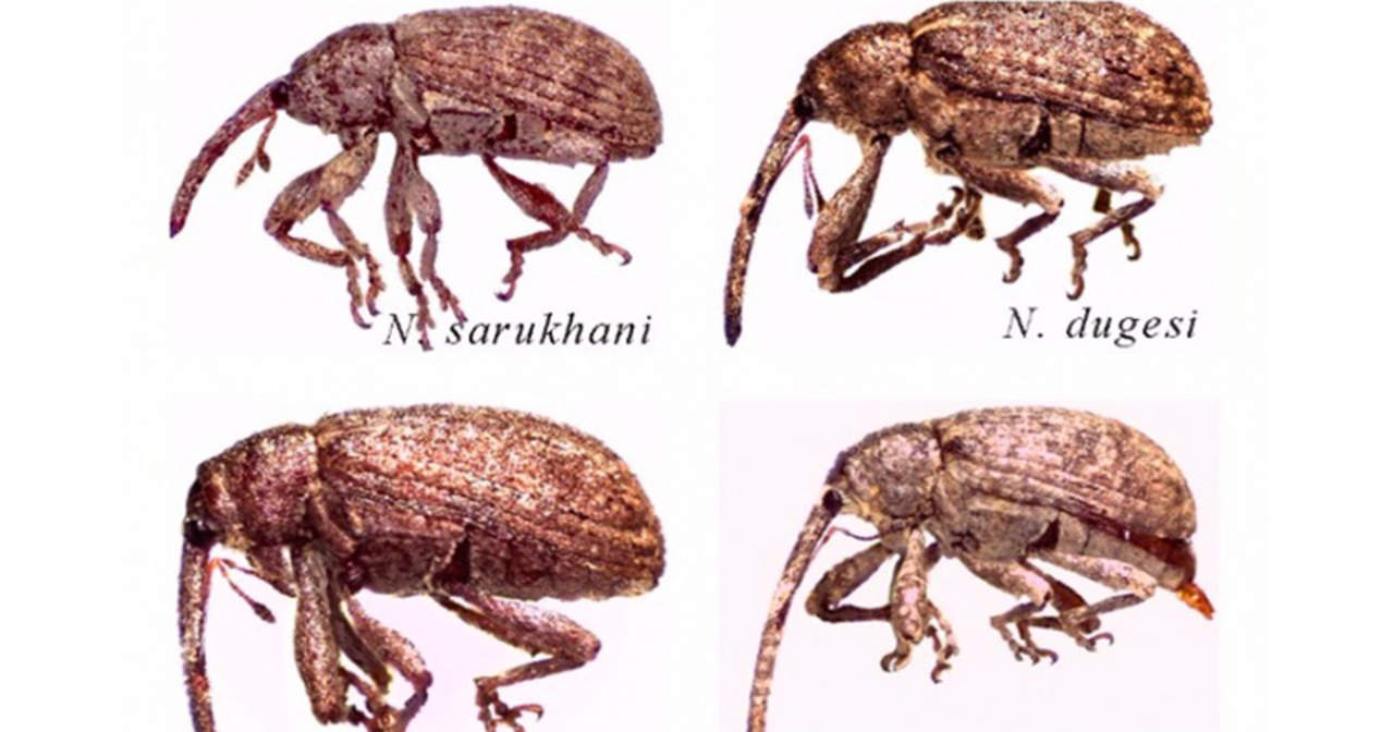 En el caso de las nuevas especies pertenecientes al género Narberdia (Cervantae, Ramuvei, Dugesi y Sarukhani) se desconoce que provoquen algún tipo de daño al ser humano. (ESPECIAL)