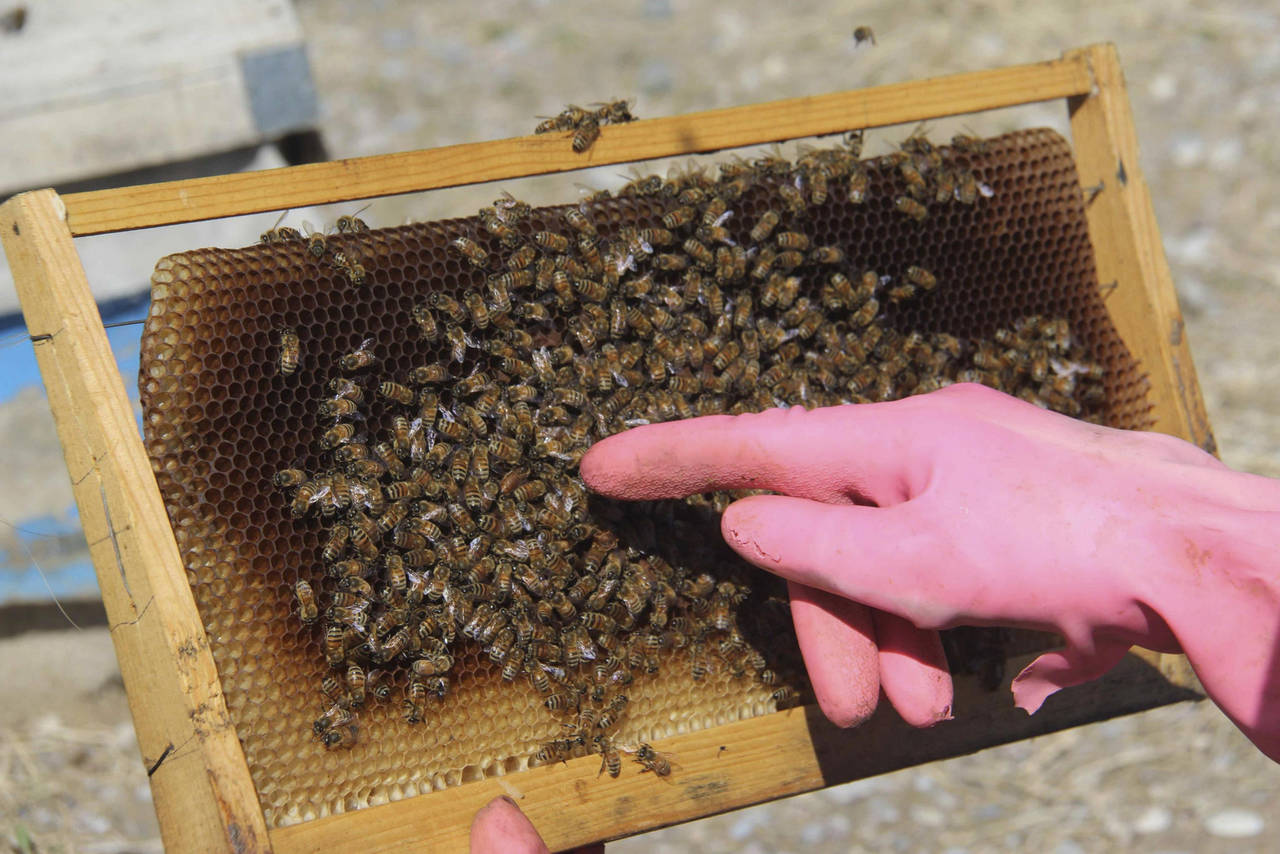 Piden apoyo. Apicultores laguneros no dejan de enfrentar adversidades para la producción de abejas y miel en la región.