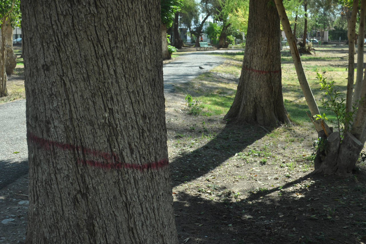 Precaución. Los árboles que se talarán están marcados con rojo, pero los trabajos se realizan de manera paulatina. (EL SIGLO DE TORREÓN)