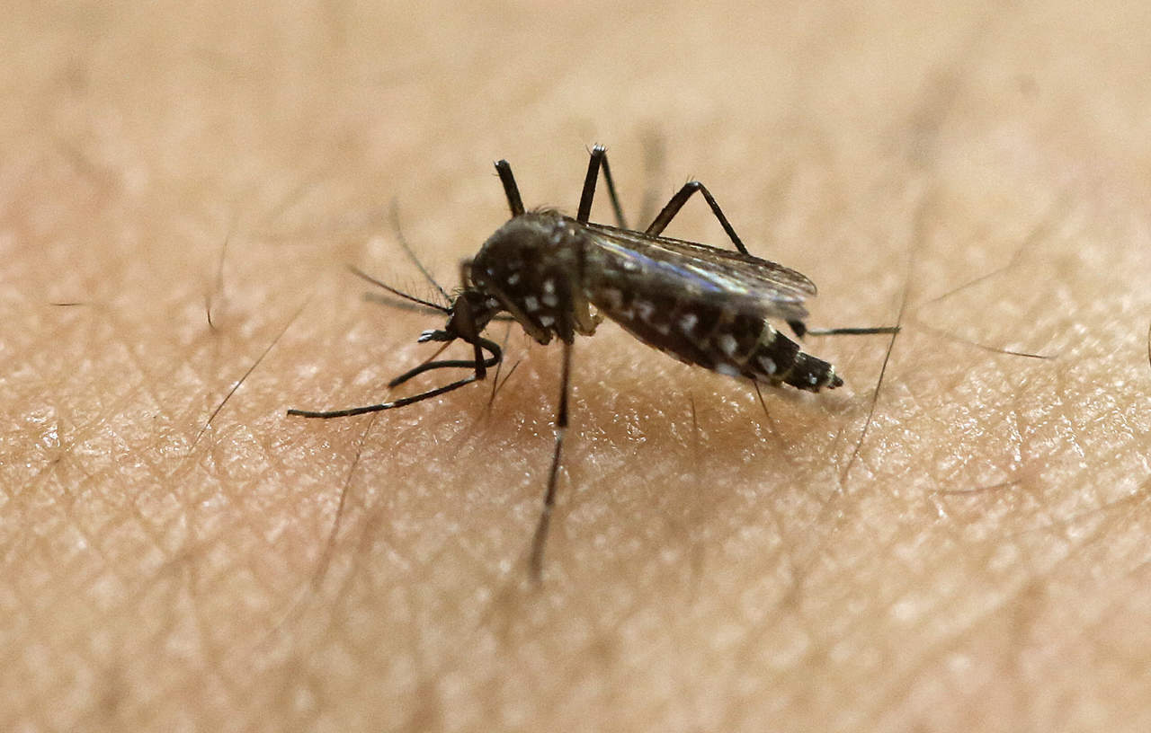 El zika, la malaria, el dengue o el virus del Nilo son algunas de las enfermedades transmitidas por estos insectos. (ARCHIVO)