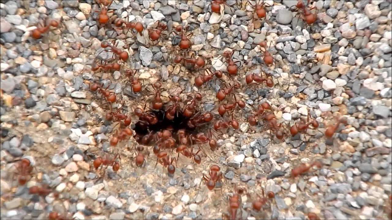 Los expertos sostienen que cada hormiga roja deambula sin rumbo fijo, siguiendo un conjunto de reglas determinadas, hasta que, sin darse cuenta, empieza a participar en la construcción de una torre de varios centímetros de altura. (ESPECIAL)