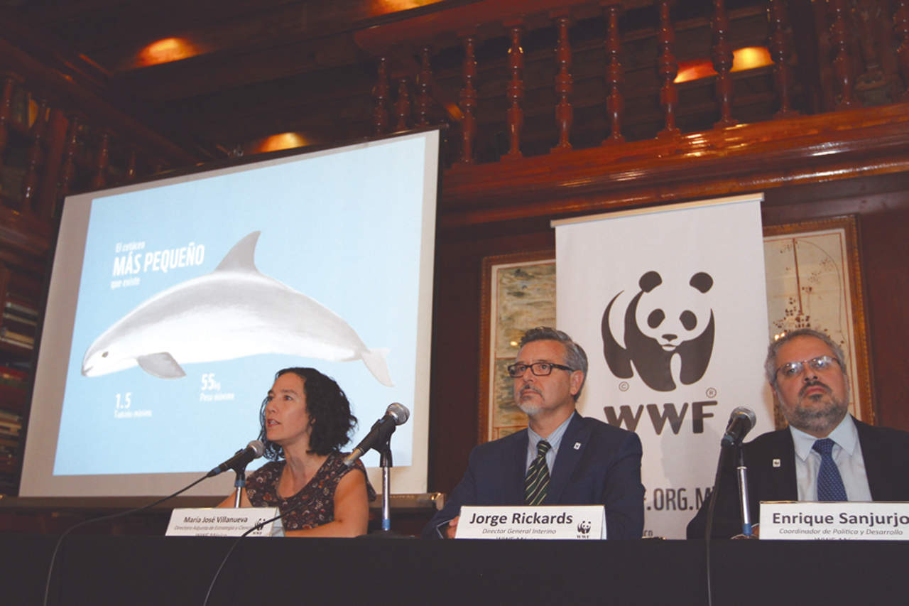 Los funcionarios del Fondo Mundial para la Naturaleza alertaron que la vaquita marina está en riesgo inminente de desaparecer para el 2018.Foto: EFE/José Méndez