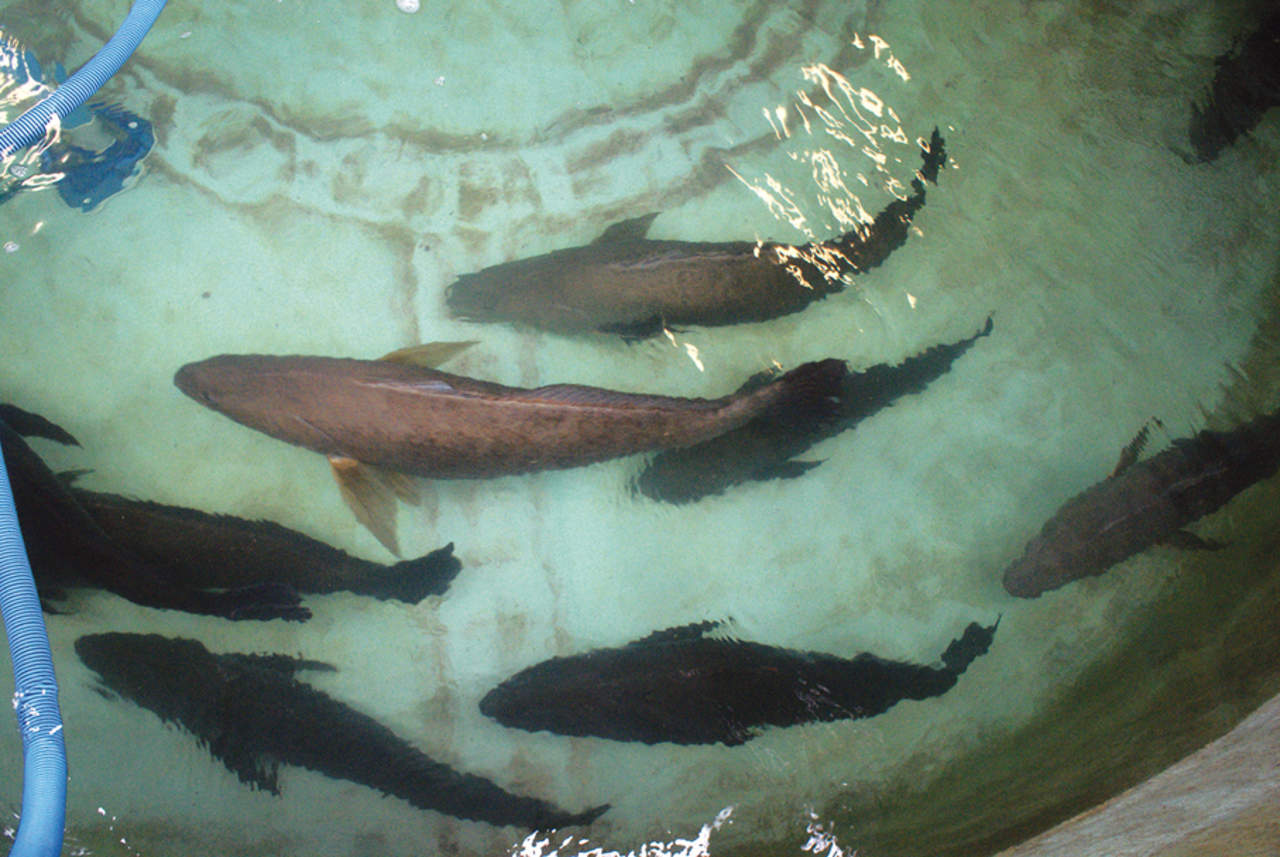Peces totoaba en un tanque de reproducción en el estado de Baja California. Foto: EFE/Alejandro Zepeda