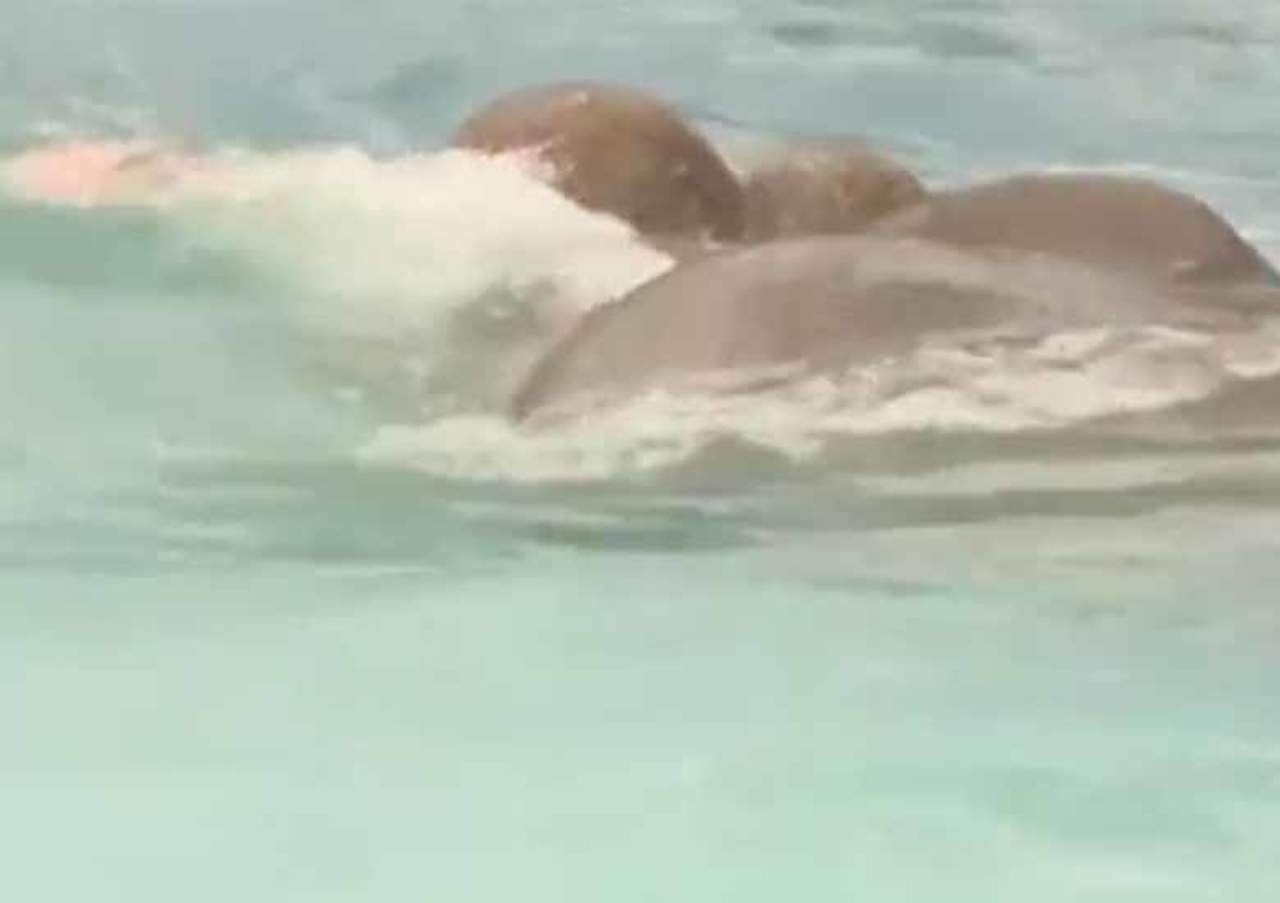 Elefante es captado nadando 16 km mar adentro