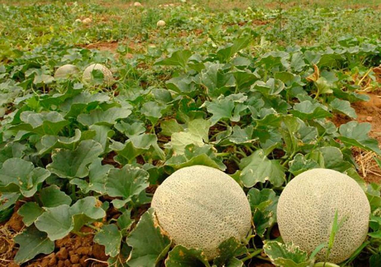 Melón. Tlahualilo es gran productor de melón, gran parte de la economía local viene del campo. (ARCHIVO)