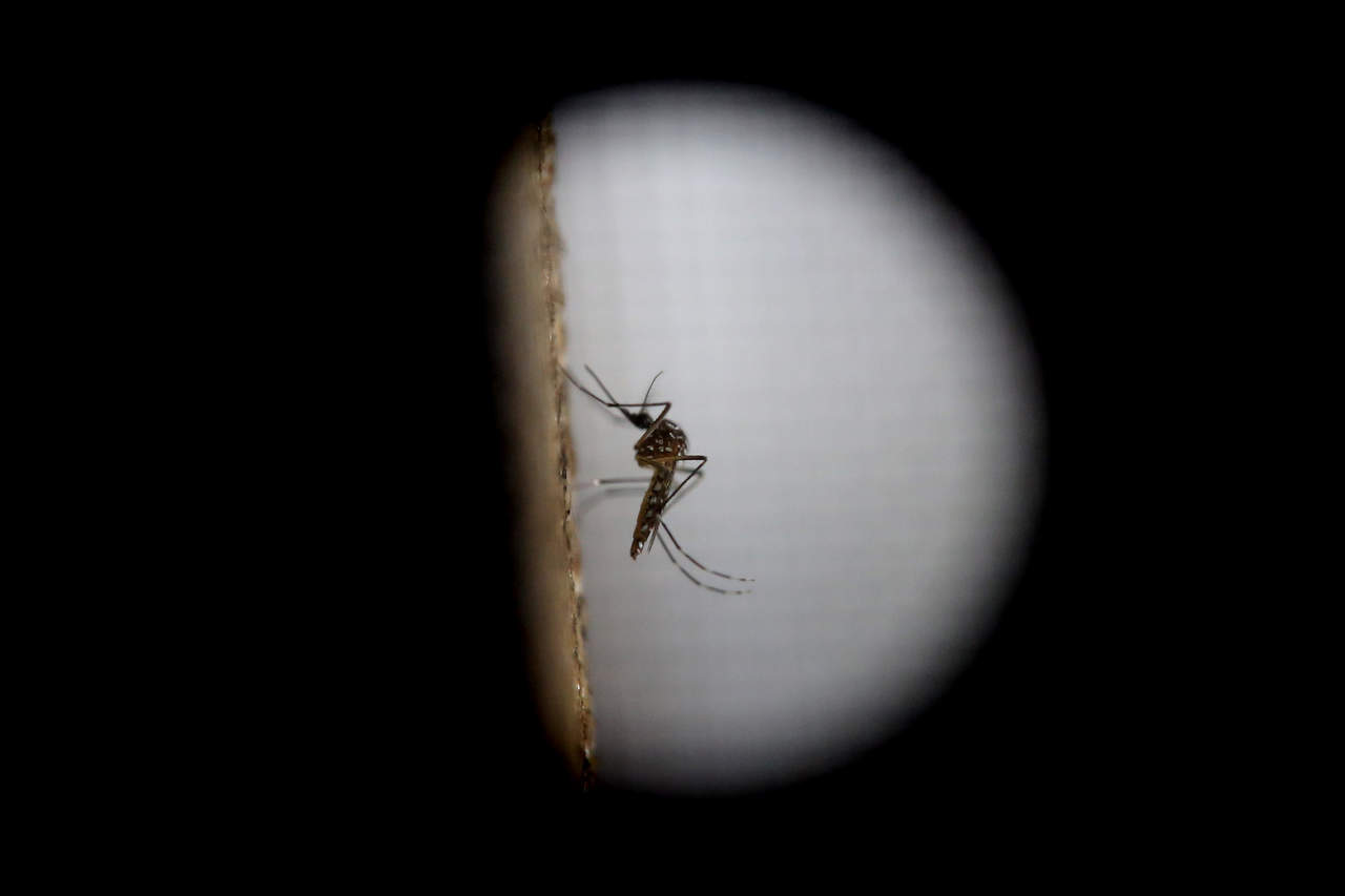 El Aedes aegypti es responsable de la propagación de enfermedades como el dengue, el chikungunya, la fiebre amarilla y, más recientemente, Zika. (ARCHIVO)