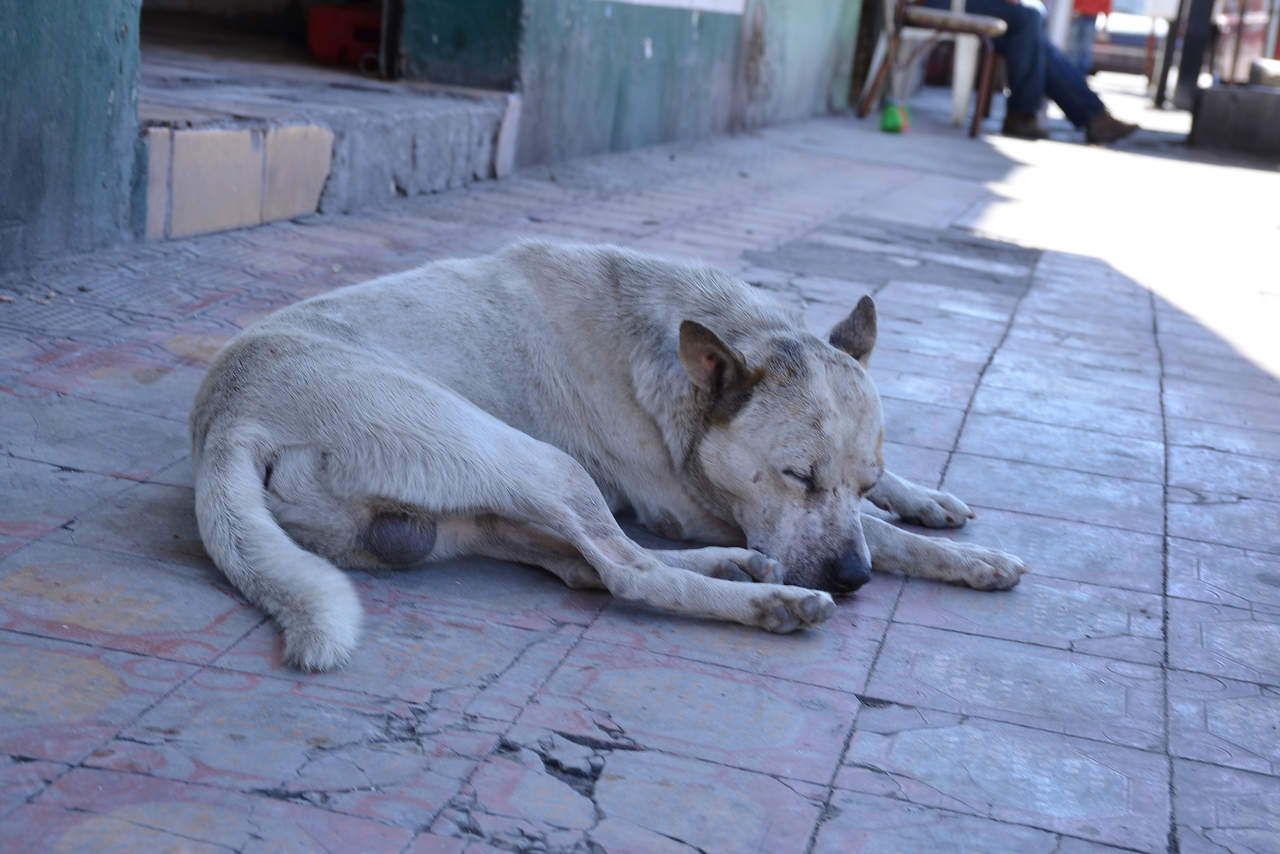 En el Centro de Control Animal, dijo que se reciben de 8 a 11 reportes diarios de perros en situación de calle. (ARCHIVO)