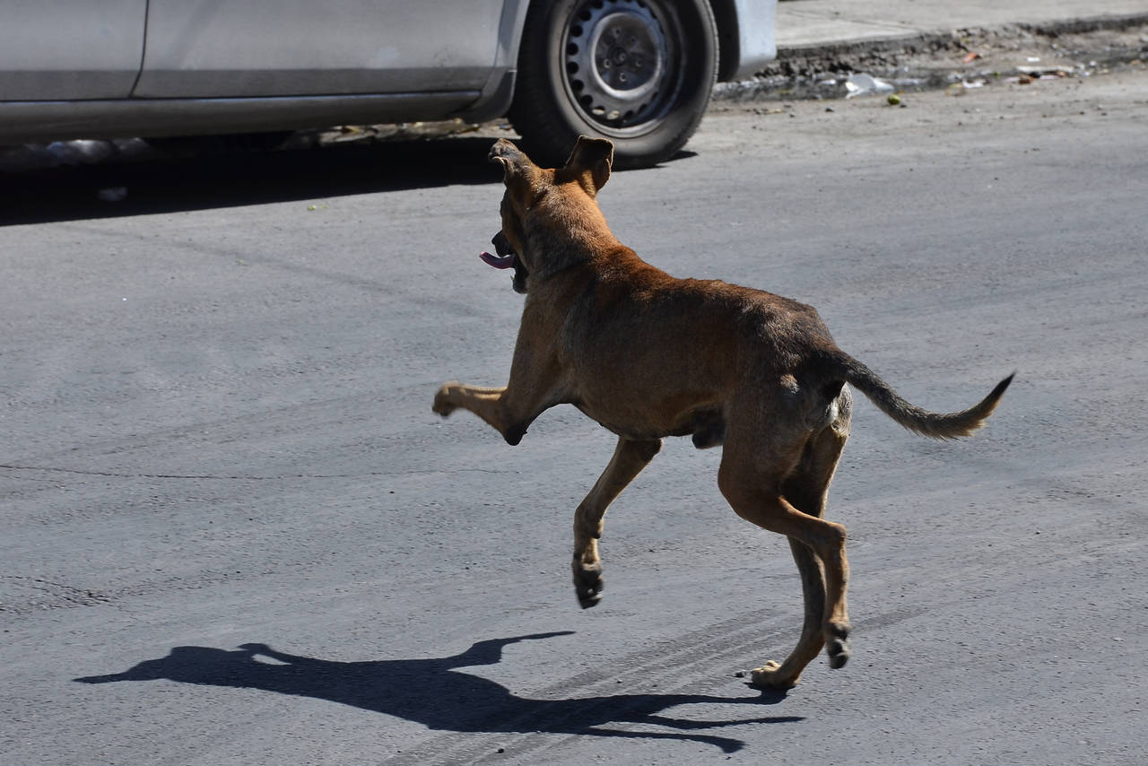 Adopción. En el Centro de Control Canino a diario llegan perritos que son abandonados por sus dueños. (FERNANDO COMPEÁN)