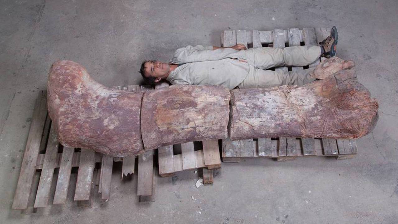 Hallazgo. Es el dinosaurio más grande descubierto hasta ahora. (EL PAÍS)