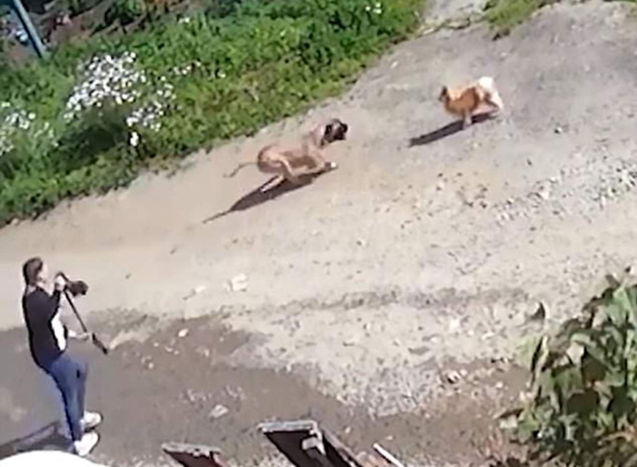 Perro se suelta de su correa y mata a pequeño Chihuahua