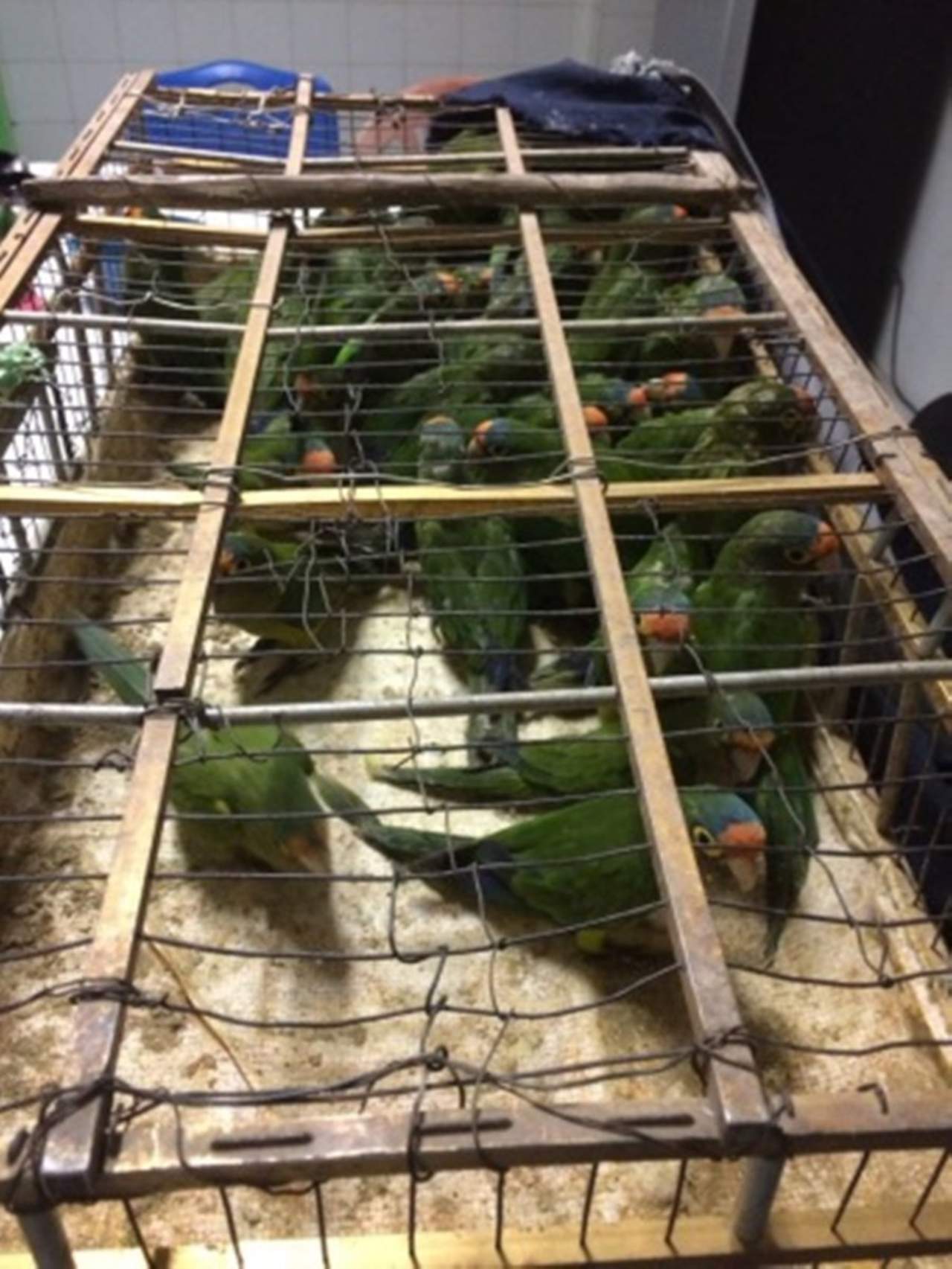 Las aves fueron estabilizadas y luego trasladadas a un centro especializado. (TWITTER)