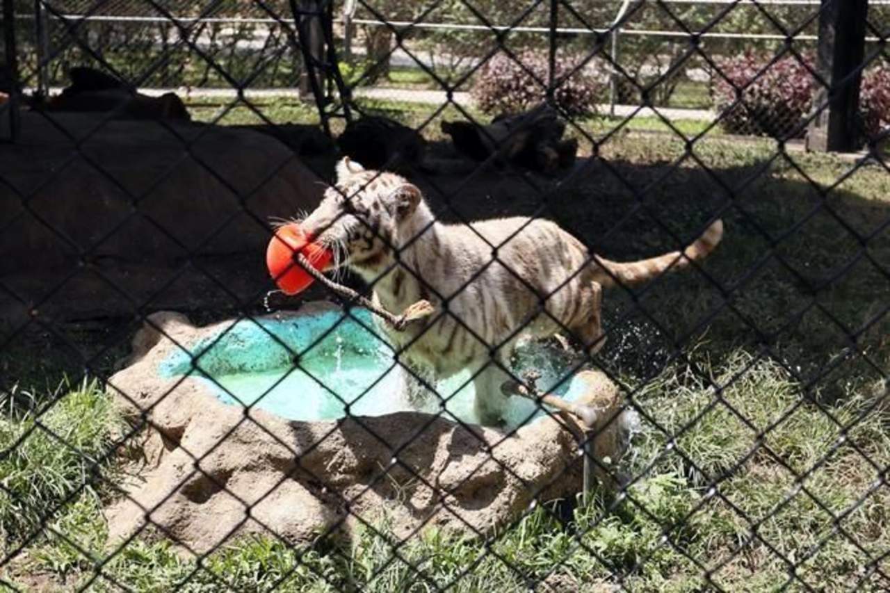 Bautizan a tigre del zoológico La Pastora como 'Gignac'