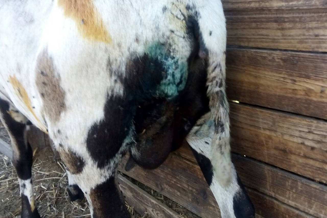 Curan. Los doctores veterinarios de la Dirección de Prevención Social estuvieron haciendo curaciones al ganado que sobrevivió. (EL SIGLO DE TORREÓN)