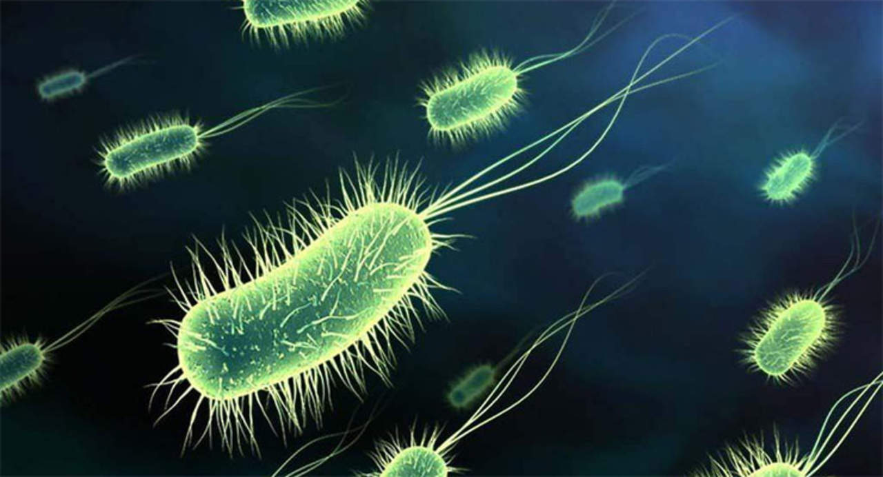 Los humanos y las bacterias 'no somos tan diferentes', comentó Bruni sobre el descubrimiento, publicado en la revista especializada Proceedings of the National Academy of Sciences. (ARCHIVO)