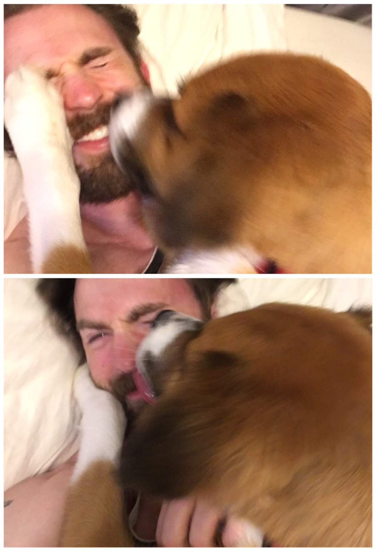 Chris Evans recién publicó dos fotos en su cuenta de Twitter al lado de su perro “Dodger”, las cuales enternecieron a sus segudiores quienes llenaron de piropos al histrión y a su mascota. (TWITTER)