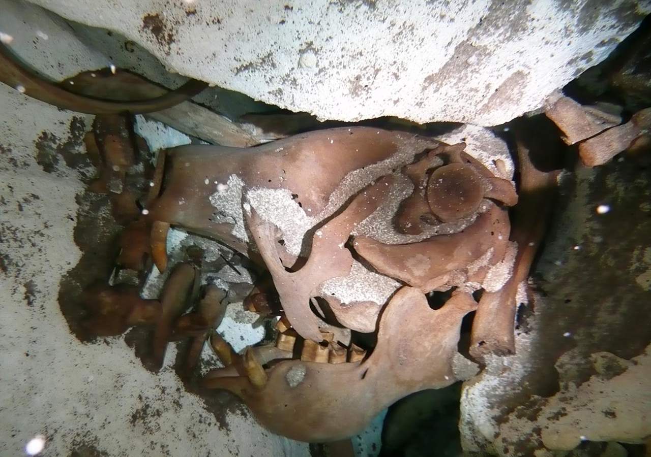 Fue descubierto en 2010 por el explorador de cuevas Vicente Fito en el cenote Zapote, municipio de Puerto Morelos, en el área conocida como la Ruta de los Cenotes. (ESPECIAL)