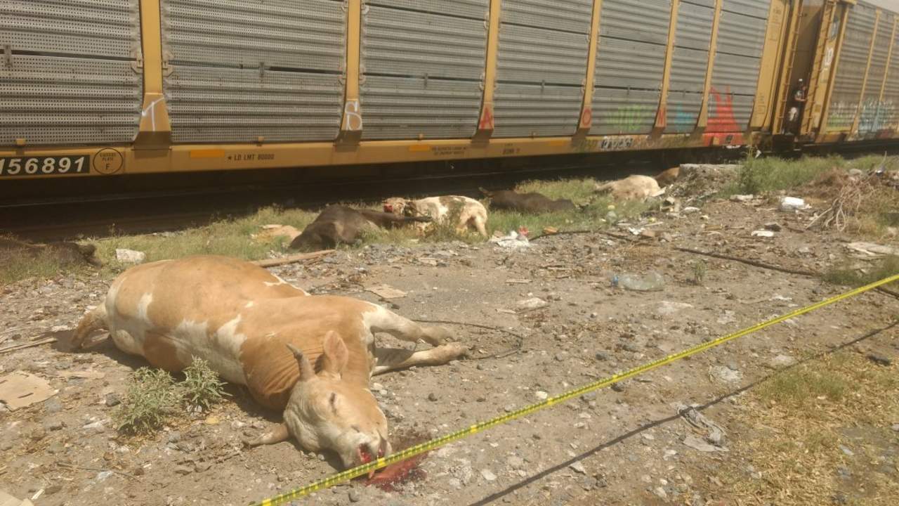 Tren impacta tráiler cargado con ganado
