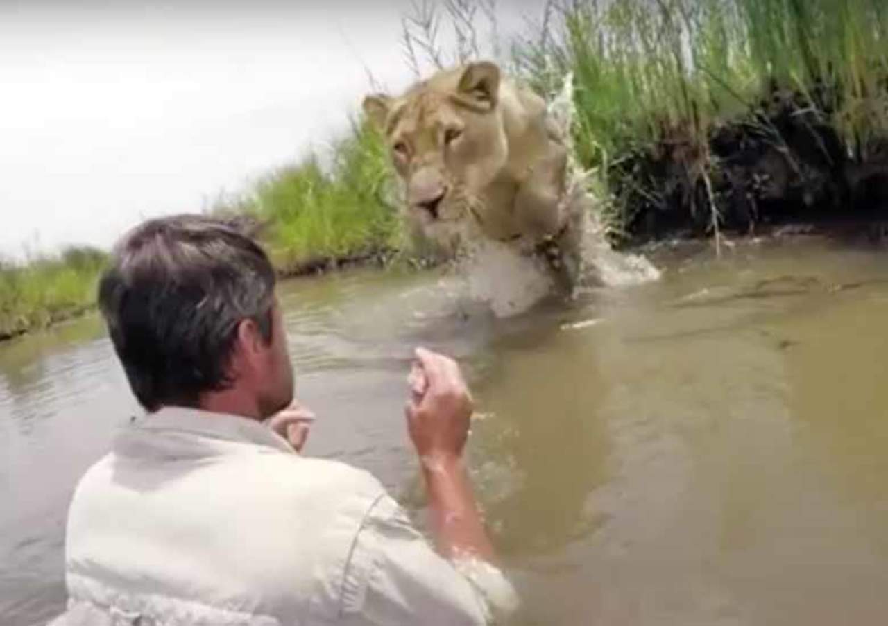 Reacción de león al ver a su rescatista se hace viral