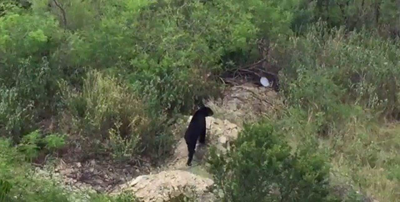 El oso negro ingresó a la casa donde se comió a la mascota. (ESPECIAL)