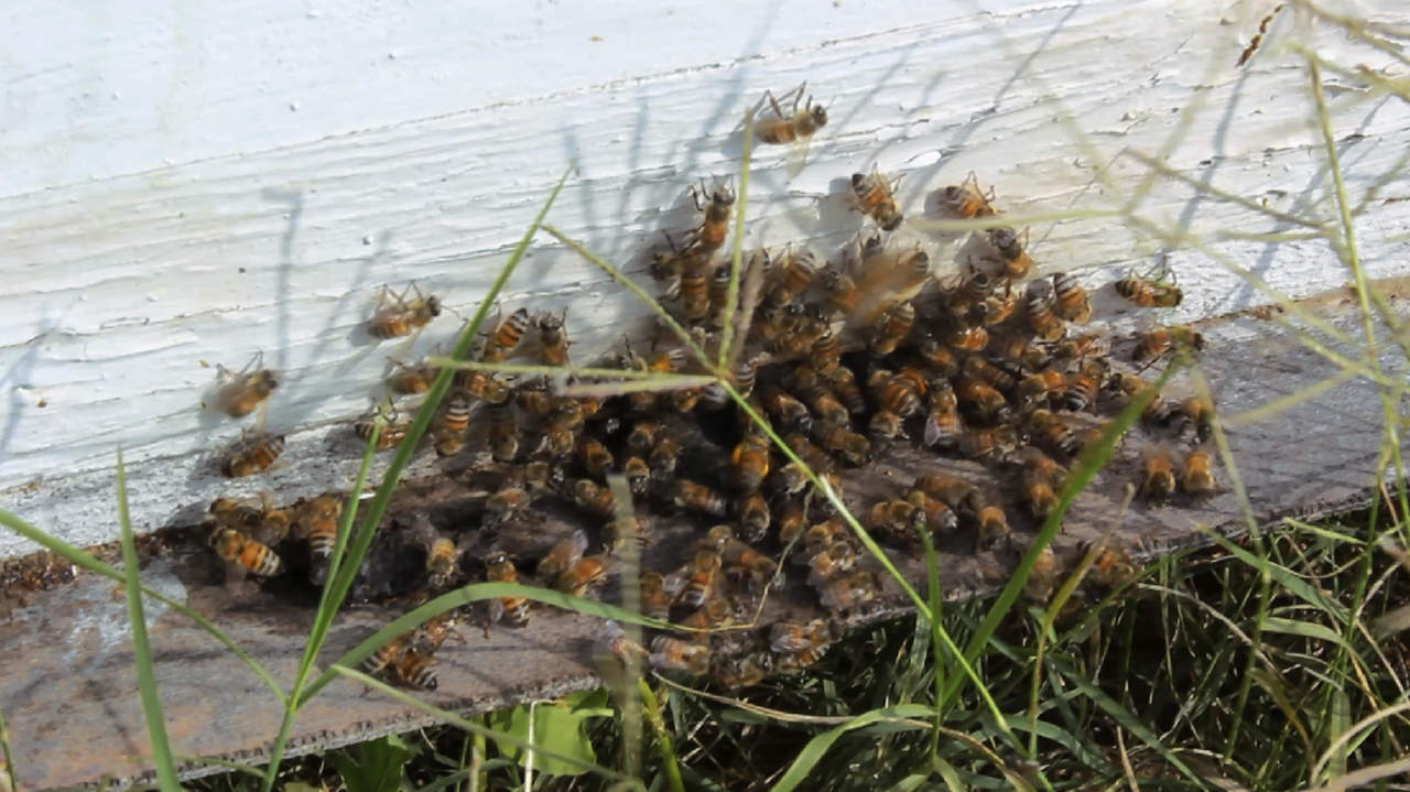 Hasta 40 picaduras sufrieron afectados, tras ataque de abejas en primaria