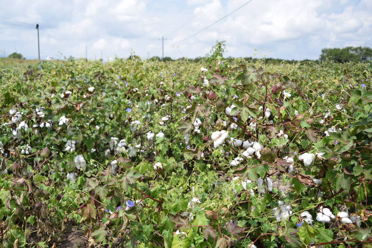 Producción. En algunos ejidos de Madero ya empezó la pisca del algodón y la temporada termina a finales de noviembre. (ARCHIVO)