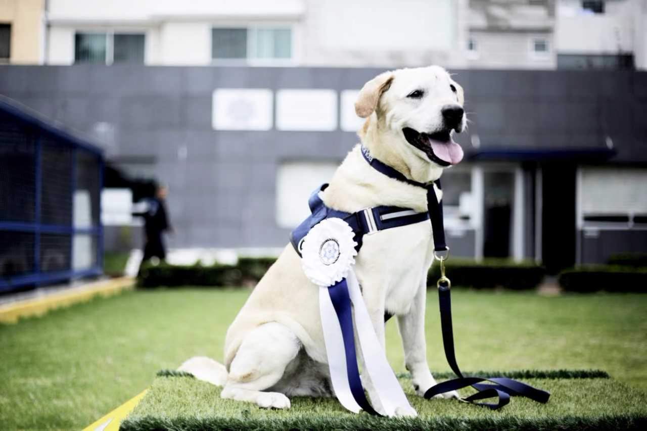 En las instalaciones de la Unidad Canina de la División de Fuerzas Federales, los mandos y personal operativo reconocieron la inteligencia, obediencia, energía y sociabilidad del canino.
