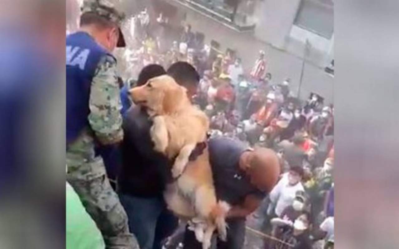 Rescate de perro se vuelve viral