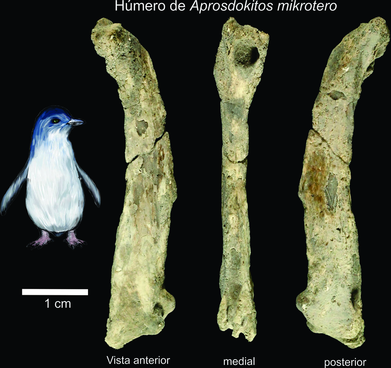 Hallan en la Antártida fósil inédito de pingüino diminuto