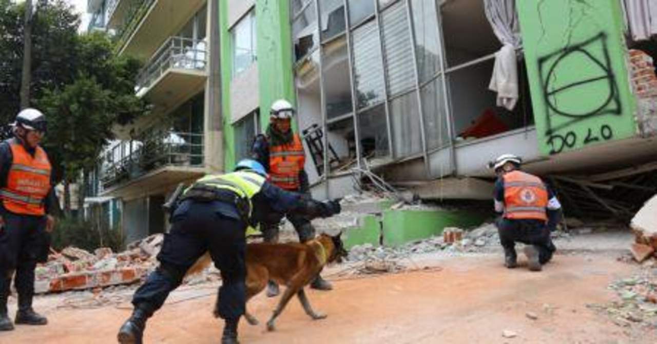 'Oporto' es un perro binomio del Ejército, desde el pasado martes 19 de septiembre, cuando la Ciudad de México colapsó por un sismo de 7.1 grados. (ESPECIAL)