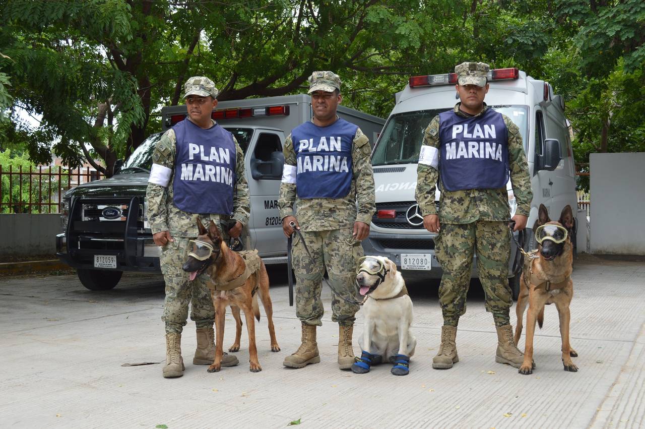 Héroes. 'Frida', 'Eco' y 'Evil', son algunos de los binomios caninos que han ayudado a salvar vidas en los escombros del sismo. (ARCHIVO)