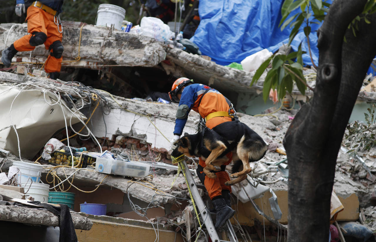 Equipo. Un perro es subido por un rescatista a la zona de derrumbe de Ciudad Jardín, en Coyoacán, Ciudad de México. Los perros han sido de gran utilidad para el hallazgo de personas entre los escombros tras el sismo que azotó al centro y sur del país. (AP)
