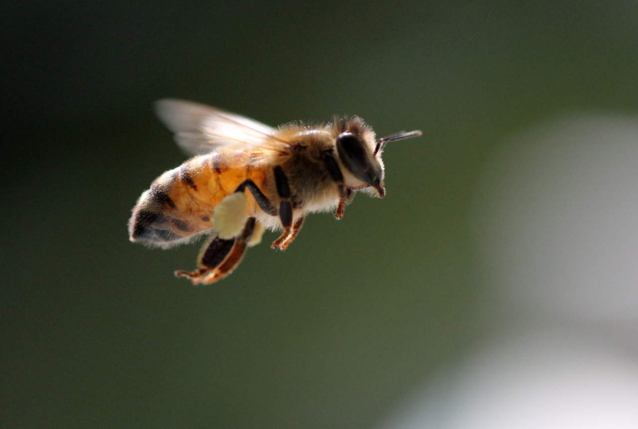 Las abejas ayudan a aumentar entre un 20 % y un 25 % la producción de café y mejoran la calidad del grano, por lo que es necesario fomentar la protección de esta especie. (ARCHIVO)