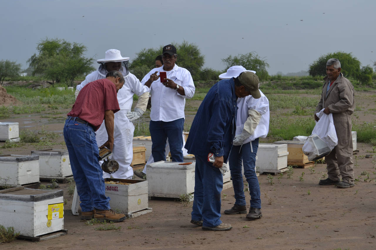 Superada. La problemática de la mortandad de abejas ha sido resuelta con la repoblación. (ARCHIVO)