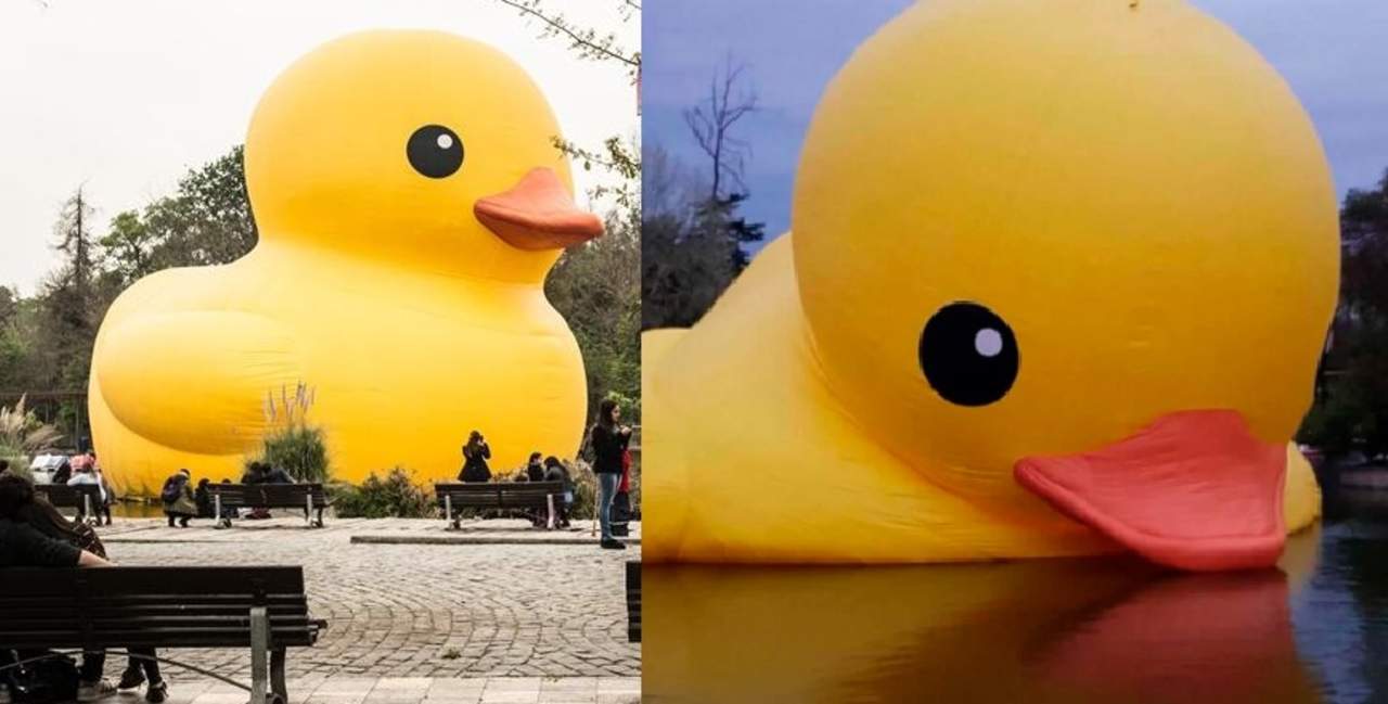 Pato De Hule Gigante Sufre Accidente Y Se Hace Viral