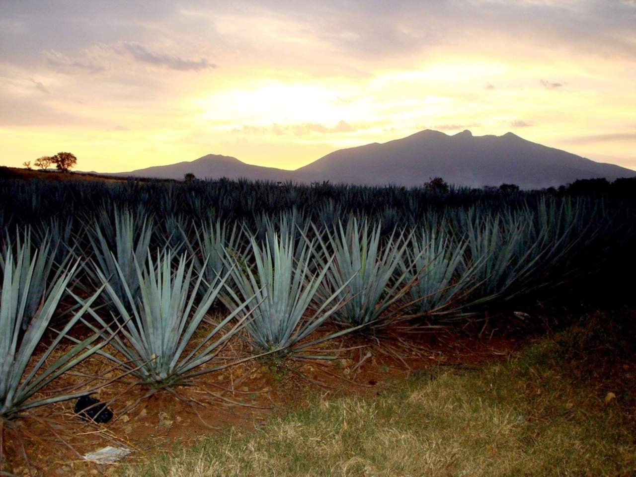 Para el desarrollo del proyecto, los investigadores usaron micro y nanopartículas de inulina de agave, que encapsulan y protegen el aceite de aguacate de la oxidación y cambios bruscos de pH. (ARCHIVO)