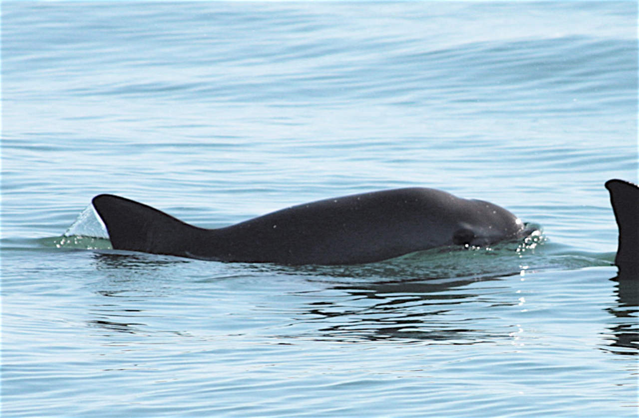  La población de la especie marina conocida como la Vaquita Marina en México, asciende a unos 30 ejemplares, afirmó hoy el coordinador del Proyecto para la Preservación de la especie. (ARCHIVO)