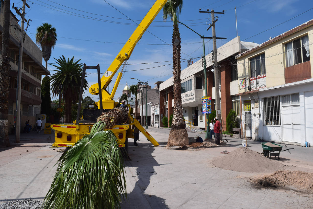 Obras. Comenzaron a plantar algunas palmas en el Paseo Independencia. (EL SIGLO DE TORREÓN)