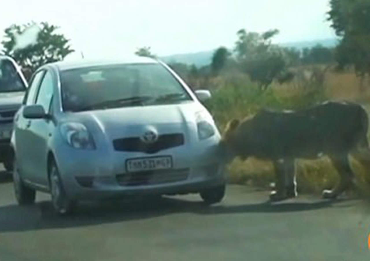León es captado destrozando vehículo dentro de un zoológico