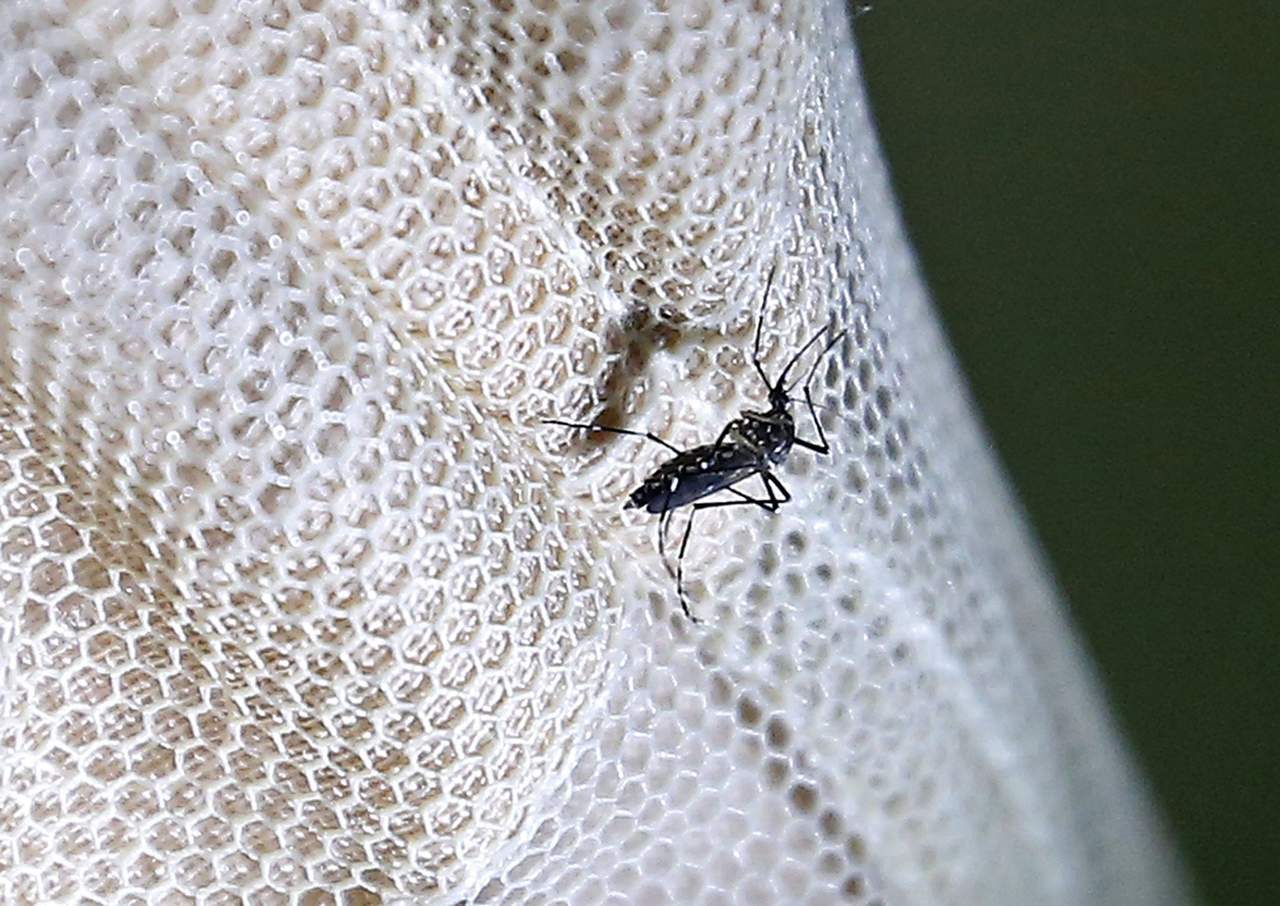 El zika se transmite por vector, principalmente por un número de especies en el género aedes como por ejemplo, el aedes aegypti. (ARCHIVO) 