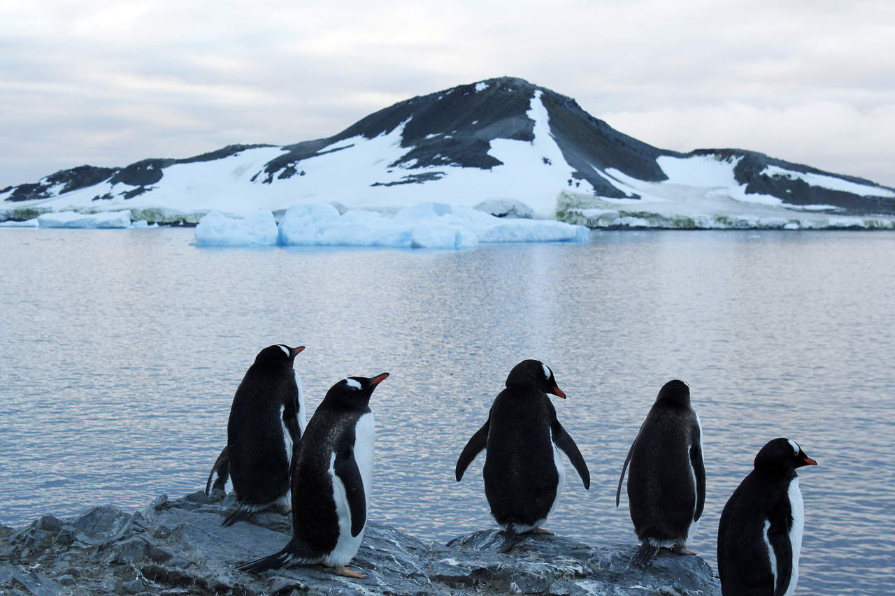 Las muertes se han vinculado al hecho de que las capas de hielo se extendieron de forma inusual a finales del verano, lo que obligó a los pingüinos adultos a viajar distancias más grandes para buscar comida para sus crías. (ARCHIVO)