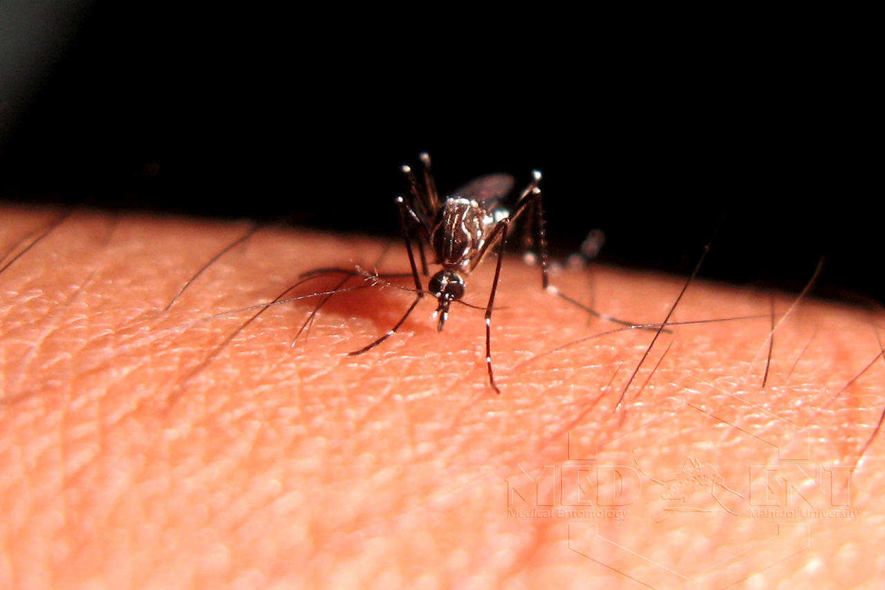 Hay clima propicio para los mosquitos