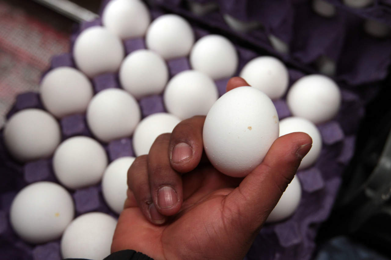 Consumo diario de huevo no eleva niveles de colesterol: especialista