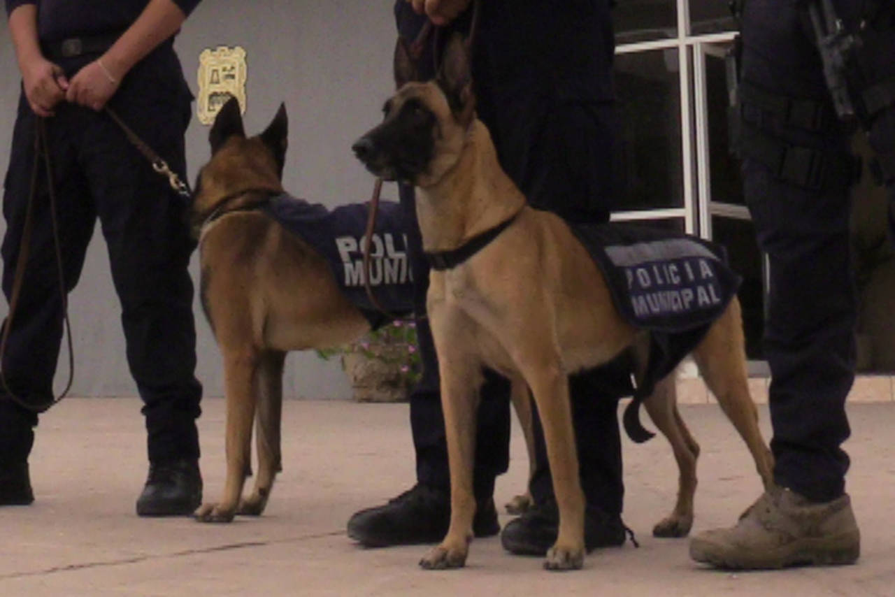 Droga. Un elemento de los binomios caninos de la Policía Municipal detectó droga en la central de autobuses de Torreón. (EL SIGLO DE TORREÓN)