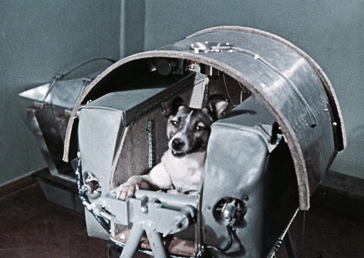 Laika, la perra que abrió las puertas del espacio a la humanidad hace 60 años