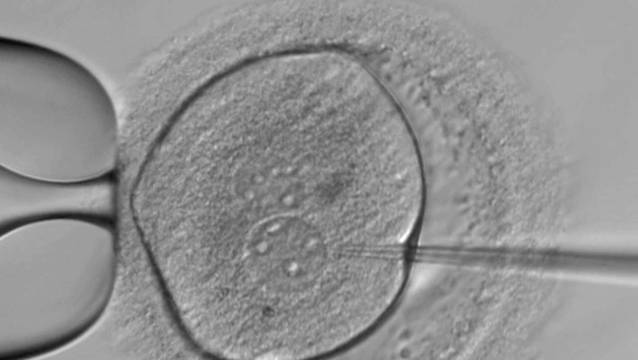 Un embrión humano se le inyecta con ADN editado en un laboratorio en el Instituto Francis Crick en Londres. Foto: Instituto Francis Crick