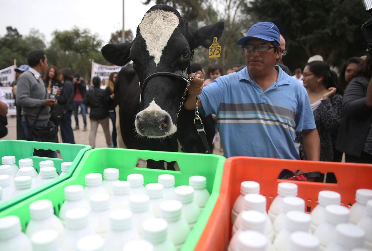Chihuahua es el cuarto productor de leche bronca en México. Además, en lo que va del año, ha aportado el 7% de la producción nacional. (ARCHIVO)