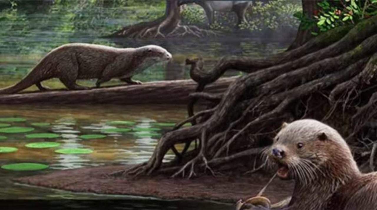 El estudio de los restos de ese animal prehistórico apuntan a que era capaz de morder y masticar a presas mucho mayores que cualquier otra nutria conocida. (ESPECIAL)