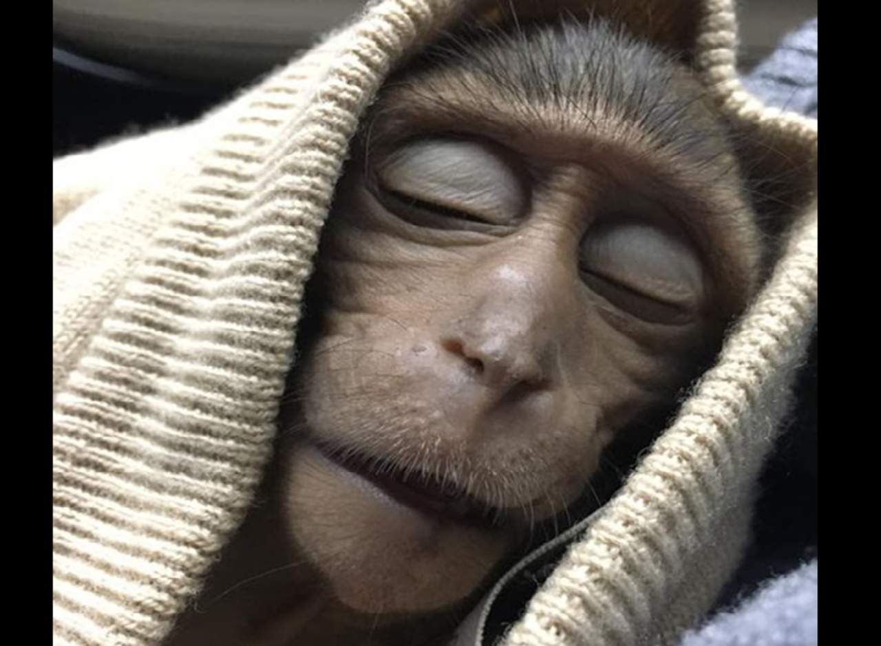 Los veterinarios dicen que el mono se recuperará por completo. (INTERNET)